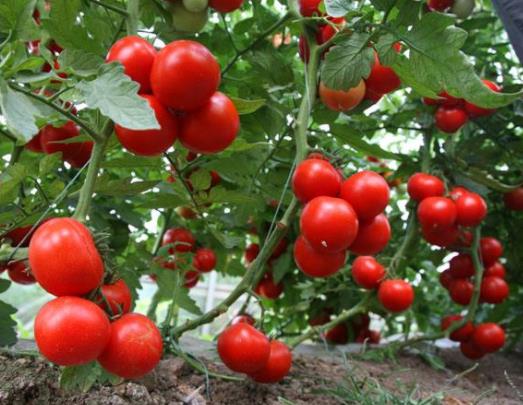 ����ͼ��ʵ�10���߲�